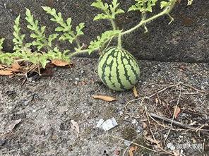 网红西瓜视频吃瓜网友,网友热议不断